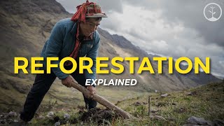 What is Reforestation  Eco Facts  One Tree Planted [upl. by Artus]