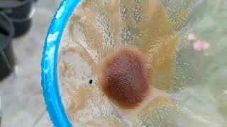 How to culture daphnia moina in a small container Part 1 English Subtitle [upl. by Eyla131]