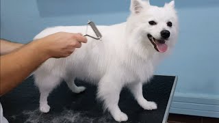 FULL GROOM German Spitz Bath And Undercoat Removal [upl. by Olav]