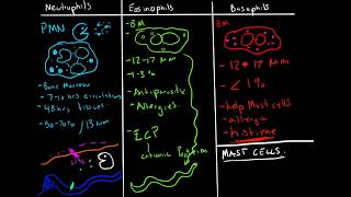 Hematology  Leukopoiesis White Blood Cell Formation [upl. by Gascony]