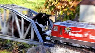 Katze vs Gartenbahn III [upl. by Manoff478]