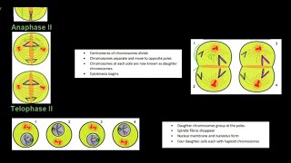 Grade 12 Life Sciences Meiosis Part 2 [upl. by Etnasa]