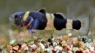 8 Types Of Fun Goby Fish For Your Aquarium [upl. by Varin]