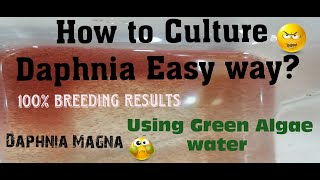 Daphnia MagnaHow to Culture Daphnia Easy wayCulturing Daphnia using Green water Daphnia [upl. by Lozano200]