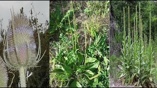 Teasel Root Mullein Plantain Freewheeling Herbs Along the Bike Trail [upl. by Yetnruoc108]