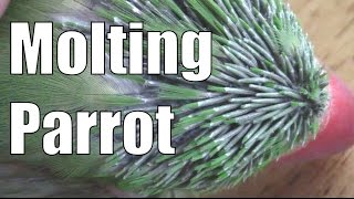 Molting Parrot [upl. by Leva]