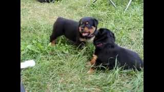 Rottweiler Puppies 4 weeks Playing [upl. by Eydnarb459]