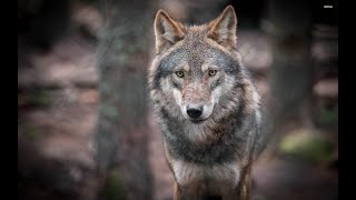 Wild Italy  Il ritorno del lupo in Italia Documentario [upl. by Eniluj]