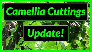 How to Grow  Propagate Camellias from Cuttings  Update [upl. by Nelg]