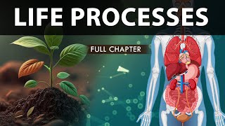 Life Processes Class 10 full Chapter Fully Animated  Class 10 Science Chapter 6  CBSE  NCERT [upl. by Nomzed206]