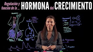 Fisiología endocrina II Hormonas del crecimiento [upl. by Yerga110]