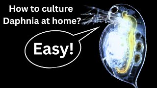 BEST Live Fish Food Beginner guide How to Culture Daphnia at home [upl. by Artemisa709]