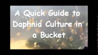 How to culture daphnia outside [upl. by Eelanna]