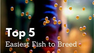 Top 5 Easiest Fish to Breed for Aquariums [upl. by Dinnie]