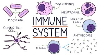 Understanding the Immune System in One Video [upl. by Aurelio]