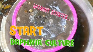 How to culture daphnia moina the easy way 1  Starting the Daphnia culture [upl. by Domash]