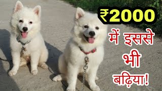 Top quality Indian spitz puppy in genuine price [upl. by Henrietta960]