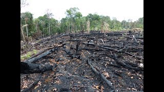 Deforestation Facts Causes amp Effects [upl. by Sucramed]