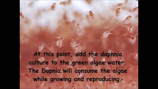 Daphnia  How to grow daphnia in your home [upl. by Larissa]