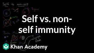 Self vs nonself immunity  Immune system physiology  NCLEXRN  Khan Academy [upl. by Archibaldo]