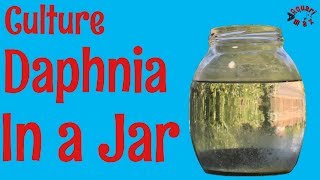 How to Culture Daphnia in a Jar [upl. by Wappes]