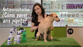 Antiparasitarios Pipetas para perros y gatos  Tiendanimal [upl. by Nagiam844]