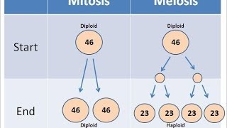 Mitosis vs Meiosis [upl. by Arel]