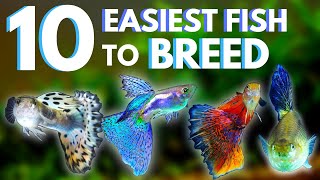 10 Easiest Fish to Breed  Care for UPDATED [upl. by Salakcin]