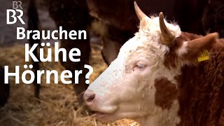 Kühe mit Hörnern in der Landwirtschaft Im Laufstall und mit Melkroboter  Unser Land  BR [upl. by Bridges]