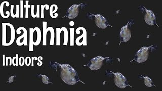 How to Culture Daphnia [upl. by Annaitsirhc814]