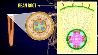 Internal structure of dicot root  Bean Root  Rhizodermis  Cortex [upl. by Lletnom4]