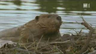 Biber fällt einen Baum  Beaver fells a tree [upl. by Yslek]