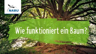 Wie funktioniert ein Baum [upl. by Scottie]