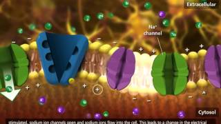 Nerve Impulse Molecular Mechanism 3D Animation [upl. by Ashlan454]