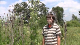 Common Teasel identification of the Wisconsin Invasive Species Dipsacus fullonum [upl. by Aliahs549]