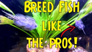 HOW TO BECOME A MASTER FISH BREEDER  Top 5 Breeding Fish For Profit Tips [upl. by Alket]