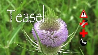 Teasel Medicinal Cautions amp Other Uses [upl. by Drareg]