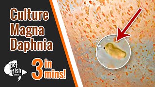 How to culture DAPHNIA MAGNA  The easy way [upl. by Irem]