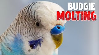 What Is Budgie Molting [upl. by Lleuqar310]