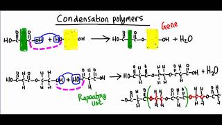 Condensation polymers  how is polyester made [upl. by Ayatnohs]