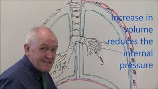 Respiratory System 3 Pleural membranes [upl. by Crandall]