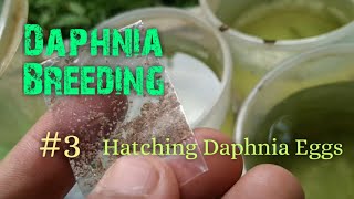 Daphnia Culture made simple and easy 3  Hatching Daphnia eggs [upl. by Flodur]