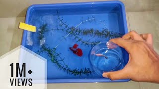 How to breed betta fish step by stepbettafish fishbreeding aquarium aquariumhobby [upl. by Germana]