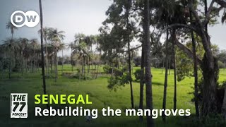 Senegals massive reforestation project [upl. by Grochow]