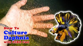 How to Culture Daphnia with ZERO Cost  Unlimited Live Food For Our Fish [upl. by Adelbert546]