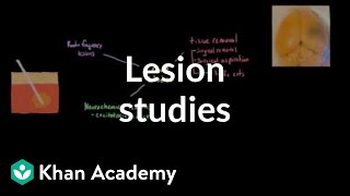 Lesion studies and experimental ablation  Organ Systems  MCAT  Khan Academy [upl. by Arobed136]