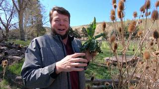 Teasel is Tremendous Medicine Quick Herbal Overview [upl. by Adnohsal]