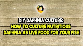 DIY Daphnia Culture How to Culture Nutritious Daphnia as Live Food for Your Fish [upl. by Haig16]