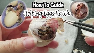 Helping Eggs Hatch  How To Save the Chick [upl. by Ehttam]