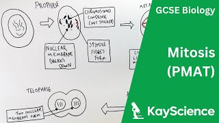 Cell Cycle amp Mitosis  GCSE Biology  kaysciencecom [upl. by Bedwell]